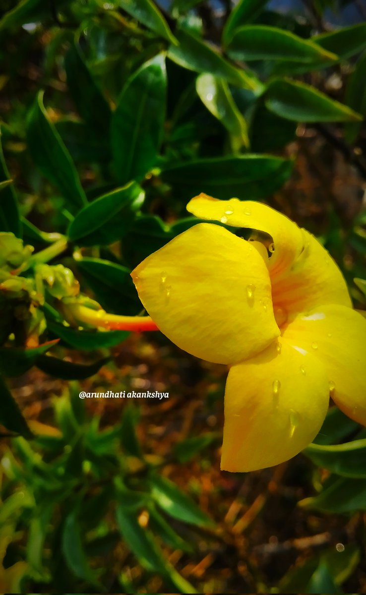 Arundhati2k03's tweet photo. 👀❤
#NaturePhotography #TwitterFiles7 https://t.co/6wl516WfNC