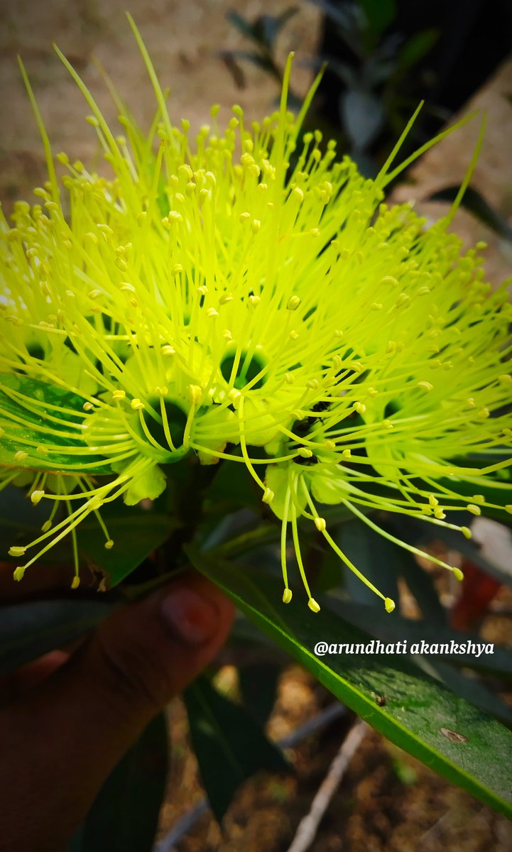 Arundhati2k03's tweet photo. 🌼କୋଉ ଫୁଲ ଜାଣିନି,କିନ୍ତୁ ବହୁତ ସୁନ୍ଦର❤
#TwitterFiles7 #NaturePhotography https://t.co/kNcREbVnFH