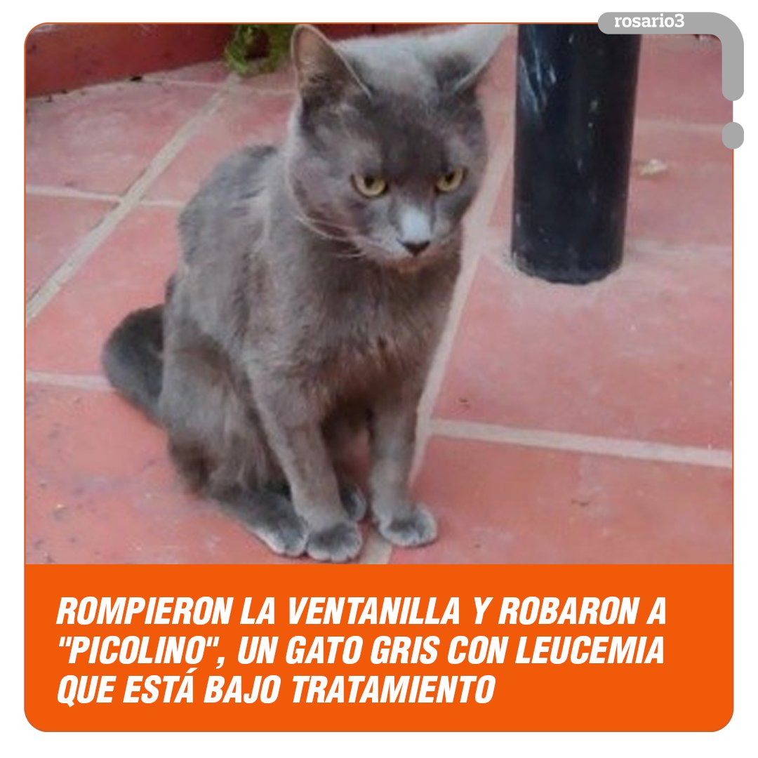 Rosariotres's tweet photo. 🙏🐱 Su dueña lo llevaba en auto a una veterinaria cuando en 27 de Febrero y Fraga un hombre rompió el vidrio del lado del acompañante y le sustrajo el bolso en el que lo transportaba. Pide ayuda para encontrarlo.

🗞 https://t.co/2LWUgrnjrc
#Rosario #Gato #Picolino #rosario3 https://t.co/Hk0xvBRGTd