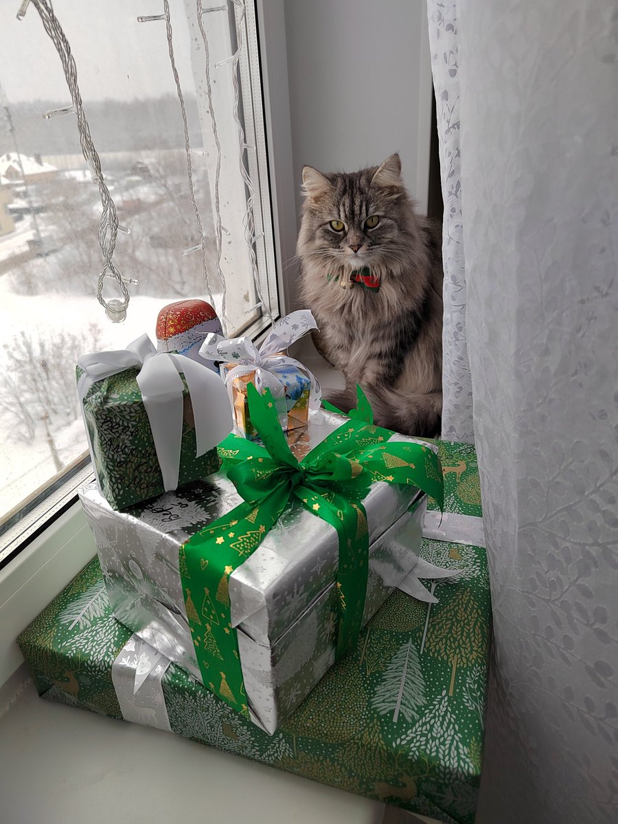 Кошечка Варечка желает вам всем хорошего дня! Охраняет новогоднее настроение🎄