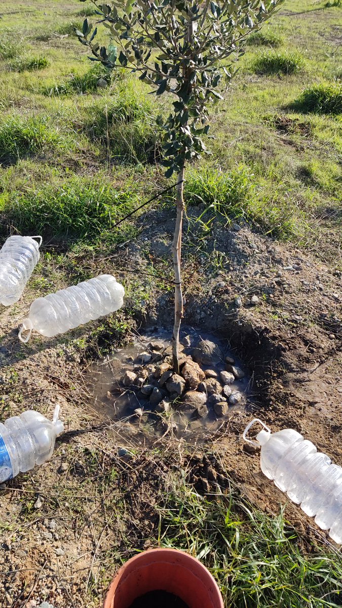 Plantando en el <a href="/BosqueUrbanoMA/">Bosque Urbano Málaga</a> #yoquieroBUM