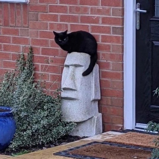 chaoticcatpics's tweet photo. https://t.co/PsuWlRJUoW