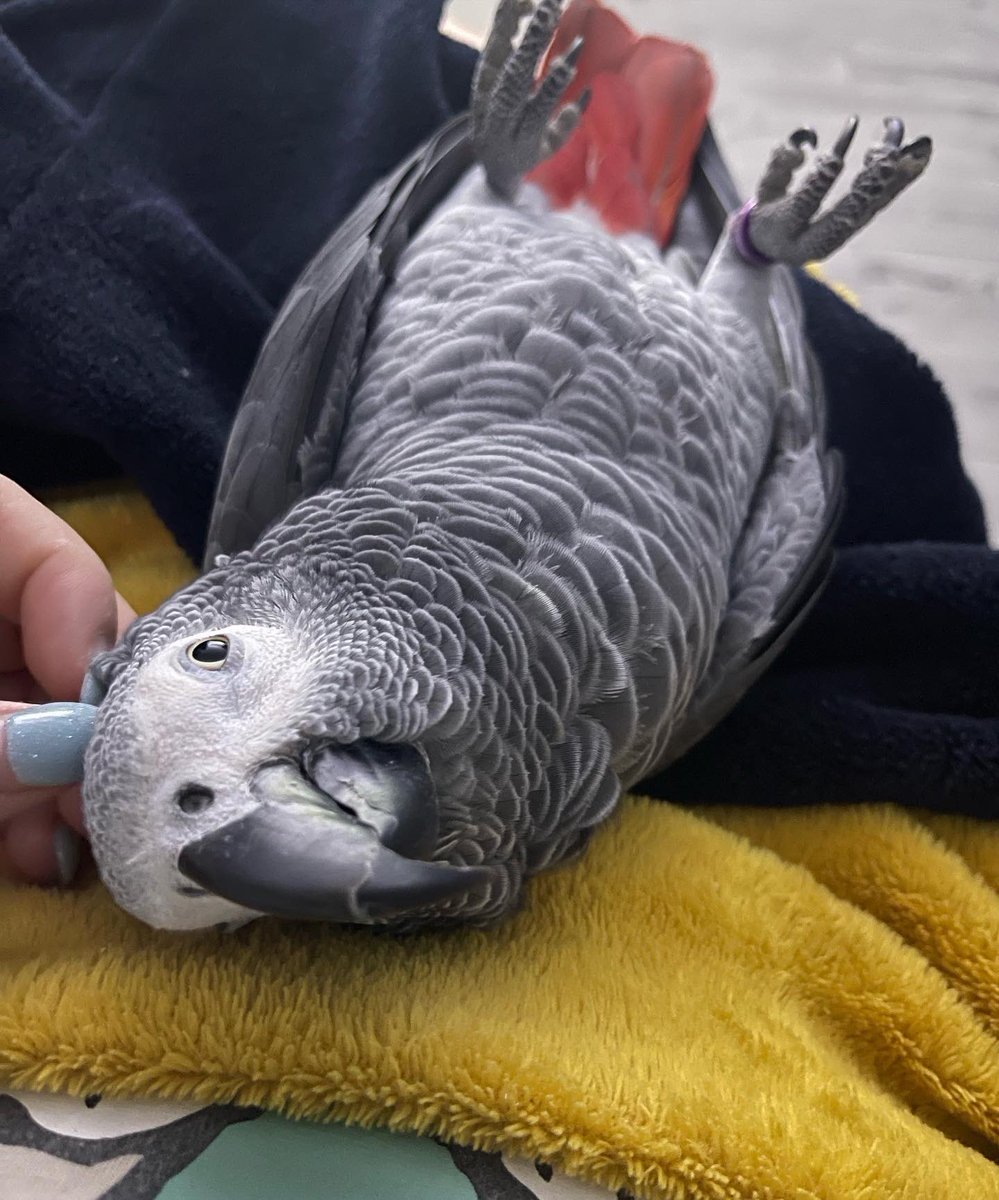 GraysonTheGrey's tweet photo. I love to lay on mummy’s tummy listening to my baby brothers heartbeat 🥰 #relaxing #sleepy #content #family #siblinglove #chilled #cag #africangreyparrot #redbutt https://t.co/LY51crpAnn