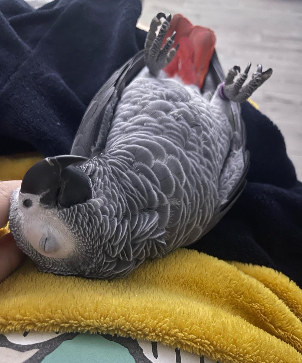 GraysonTheGrey's tweet photo. I love to lay on mummy’s tummy listening to my baby brothers heartbeat 🥰 #relaxing #sleepy #content #family #siblinglove #chilled #cag #africangreyparrot #redbutt https://t.co/LY51crpAnn