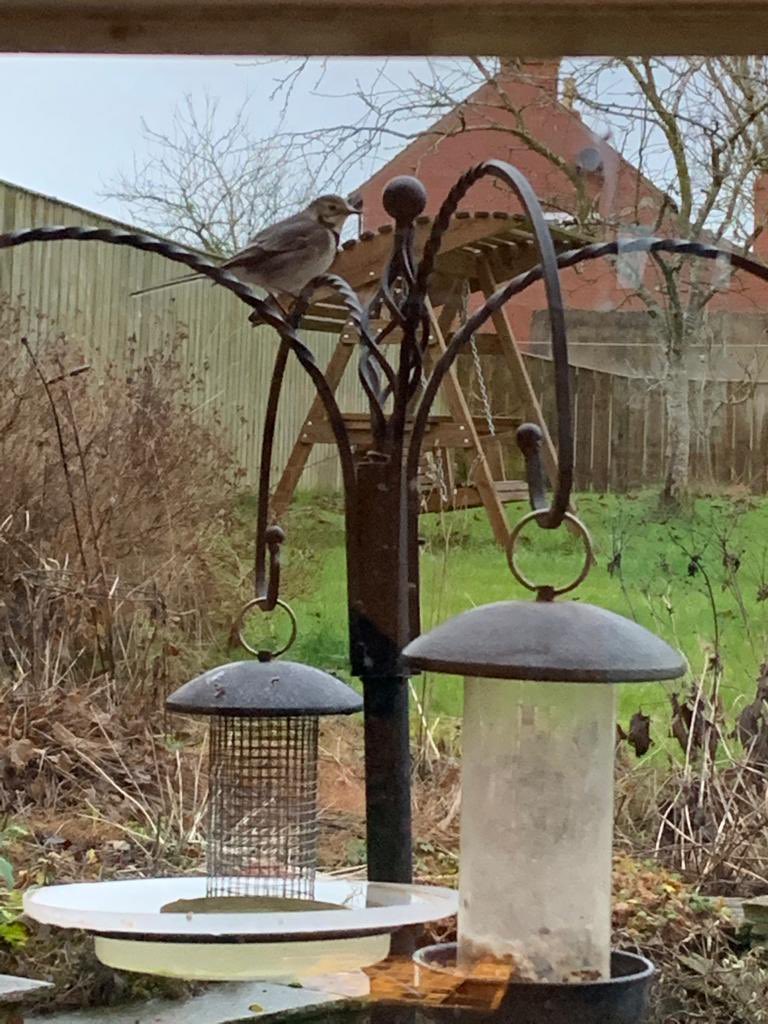 Any birders help a bird species ID please? In my sister’s garden, this morning, East Yorks. <a href="/FlamboroughBird/">Flamborough Bird Observatory</a> #birdid #birding