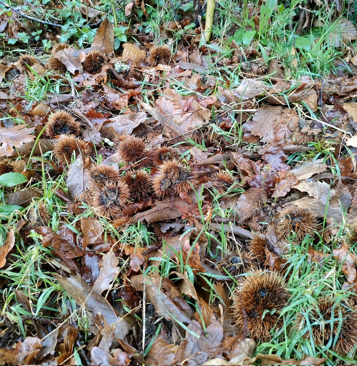 The Raven tweet media