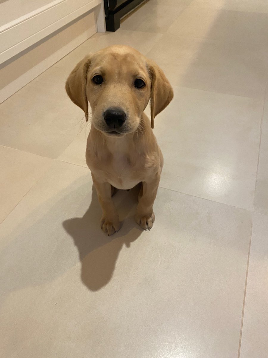 __kirannx's tweet photo. And they sit and look at you like this waiting for you to give in🙂🙂🙂🙂 https://t.co/32jdRnOAqP