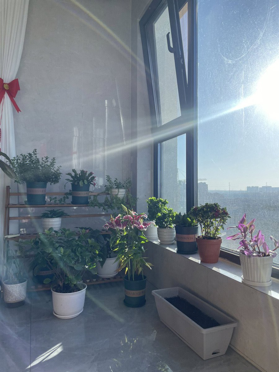 xy10250930's tweet photo. 我爱的花花🥰🥰 #盆栽 #日常打卡 #宅家 https://t.co/MthOebtewi