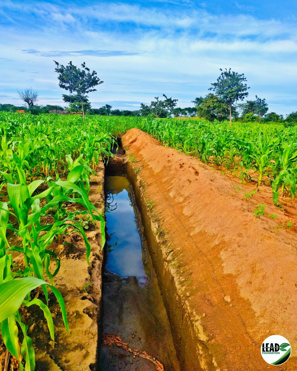 Fanya Juu/chini terraces in full effect 🌧🌾🌿! By digging these terraces, farmers prevent soil erosion and harvest rainwater which improves water availability for crops. This technique has proved to be very beneficial to farms. With <a href="/justdiggit/">Justdiggit</a>