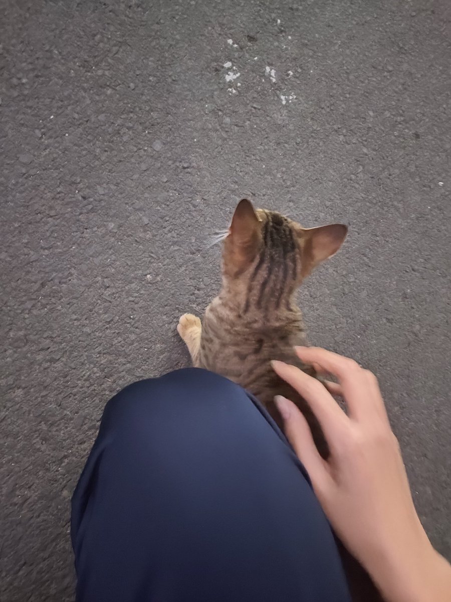CitricLemonAcid's tweet photo. 学校的猫呢...没想到活着的时候能摸到一次她... https://t.co/qpT39exAYB