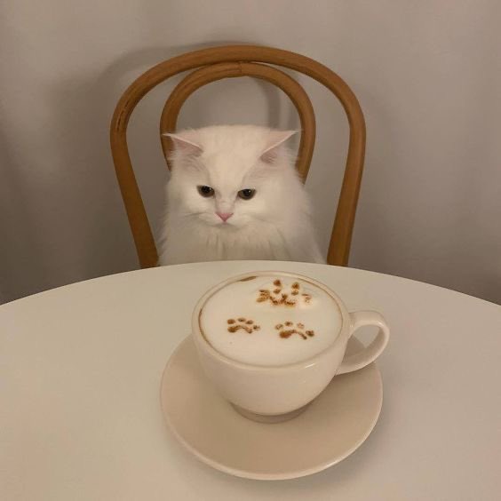 Kittenhwang tweet media
