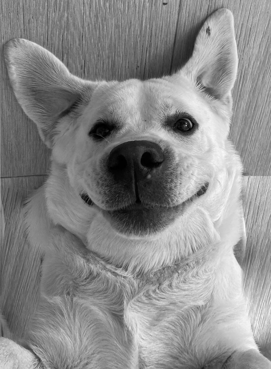 🦖🦖mell0r28 🦖🦖 tweet media