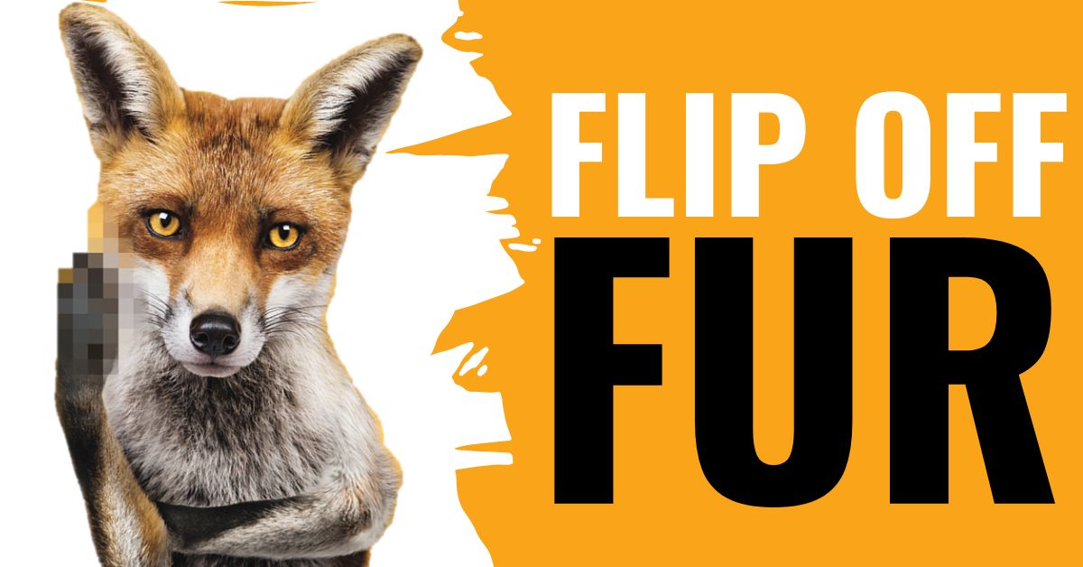 FoAorg's tweet photo. We have a big #cheer today for the news that California’s fur ban, which passed the legislature in 2019, will finally go into effect in 2023. California is the first U.S. state to #FlipOffFur and ban the sale of animal fur products. https://t.co/PTfquEGZsJ https://t.co/aXFqMeFJrg