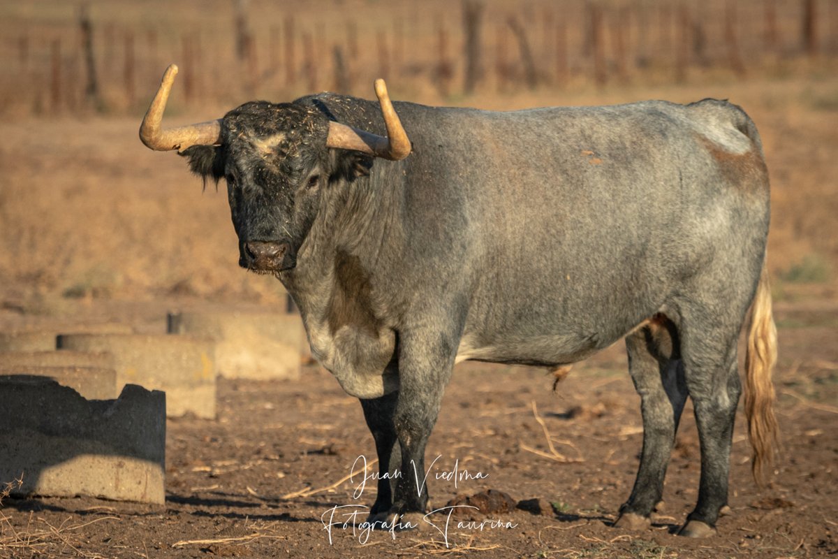 fototaurina_jv's tweet photo. Toros de Partido de Resina, ¿te parecen los toros guapos del campo?
https://t.co/EQsETG6aSK
#toro
#ganaderia
#PartidodeResina
#tauromaquia
#sialostoros
#taurino
#campobravo
#soytaurino
#fotografiataurina
#torosdelidia
#laculturanosecensura
#anft
#fototaurina_jviedma https://t.co/5qAQtnSrLi