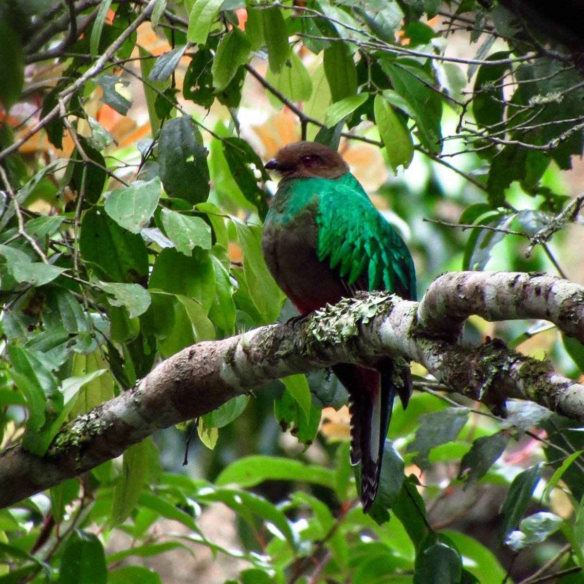 ElEncantoNature's tweet photo. Crested Quetzal
Quetzal Crestado 
Pharomachrus anticianus 

Una de las aves mas bonitas de nuestra reserva natural

#birdTwitter #BirdsOfTwitter #BirdsSeenIn2022 #birdwatching #birdscolombia #avesdecolombia #huila #ecoturismo https://t.co/inqWgurLEA