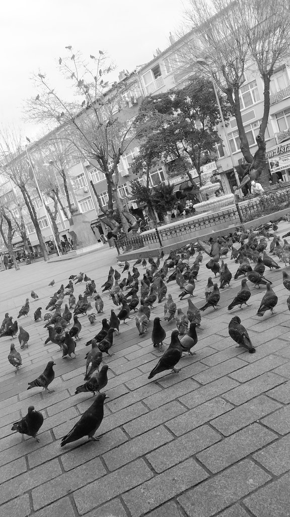 ~Cansu~❤ (@sensevilbare) on Twitter photo 