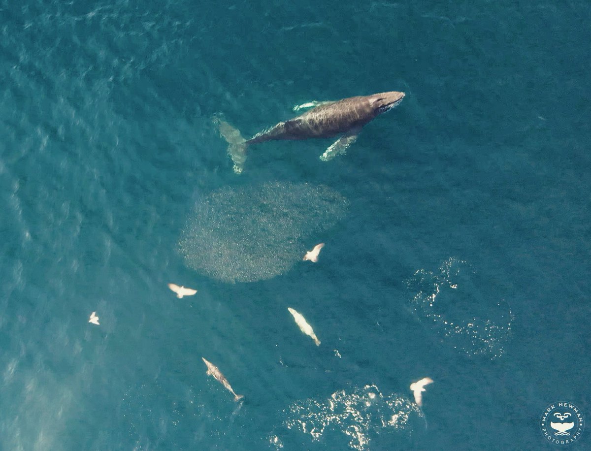 MarkNewmanPhoto's tweet photo. #humpback #oceanside #dji #drone 
#whale #whales #dolphin #dolphins #fish  #ocean #sea #nature #sealife #oceanlife #marinelife #naturephotography #oceanphotography #scenery #landscape #wildlifephotography  #aloha  #california  #pacificocean #sandiego #usa #boats #love #boat https://t.co/L1qqHonN74