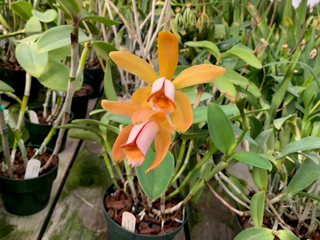 peninsulaorchid's tweet photo. Cattleya forbesii 'Equilab'

✨Our 2023 Annual Show and Sale will be January 21 and 22 at 1400 Roosevelt Ave, Redwood City, CA from 10am-5pm both days. We will have plant judging, seminars, and plant vendors. Everyone is welcome!✨

➡️https://t.co/vh2hcZT3pG https://t.co/VijxKK0M9z
