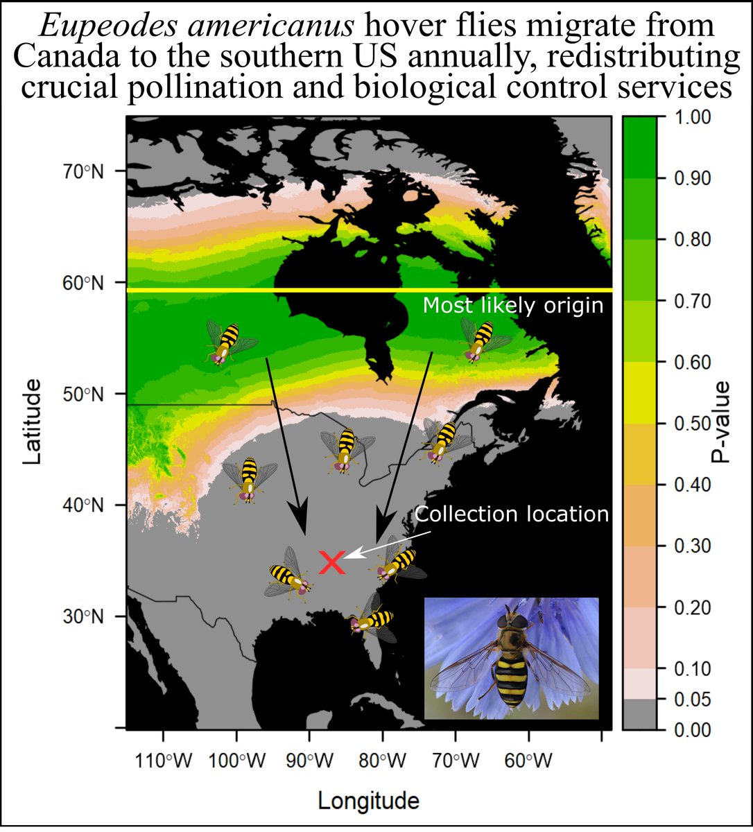 Allograpta5401's tweet photo. Our paper in @EcographyJourna is officially published! Using stable hydrogen #isotope assignment techniques, we found that hover flies migrate great distances (up to 3,000 km) during fall from Canada to southeastern USA! #Diptera @theHTlab  https://t.co/4xdZjIKFBw https://t.co/9p8qcZdEEu