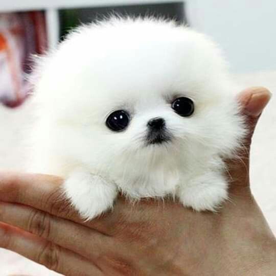 pupkoo !! tweet media