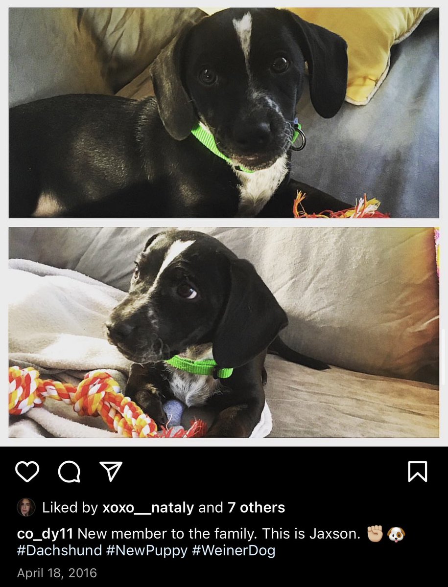 Co_dY11's tweet photo. I feel like I lost a child today man. RIP Action Jaxson, you were the bestest of boys. https://t.co/nwenOWvAv7