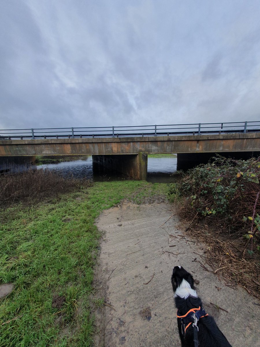hjgough's tweet photo. Tried to review Somerton to Ilchester (SomIlc2) for #SlowWays but failed due to flooding. Serve me right for trying to walk on the Levels in winter #bah #dogdoesntcare #TheLevels #Somerton #Ilchester #DogsUsingSlowWays https://t.co/8SuVAlbu5k