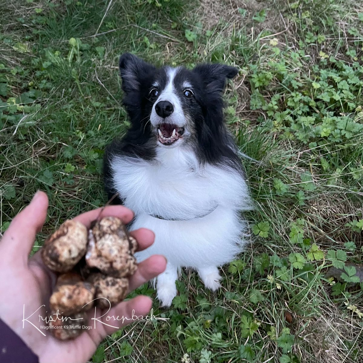 TruffleDogBlog's tweet photo. We are waiting out a wind storm before we go back out into the forest. Windy weather can be dangerous for truffle hunting. We will find indoor activities to keep us busy today. What are your favorite indoor dog activities?
#PNW #TruffleDogs #DogTrainingTips #EnrichmentForDogs https://t.co/MCZPiKJ2PD