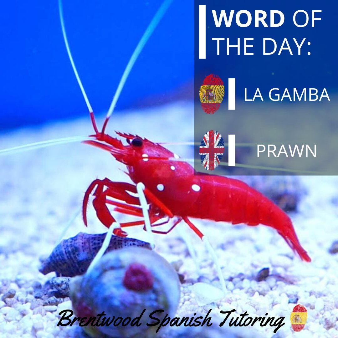 Word of the day:
🇪🇸 LA GAMBA
🇬🇧 PRAWN
🦐🦐🦐
#WordOfTheDay #WOTD #Español #LearnSpanish #Tutoring #Education #Language #PalabraDelDia #MFLInsta #MFL #AprenderEspañol #Learning #School #Brentwood #Shenfield #Essex #Spanish #Tutor #BrentwoodSpanishTutoring #Gamba #Prawn