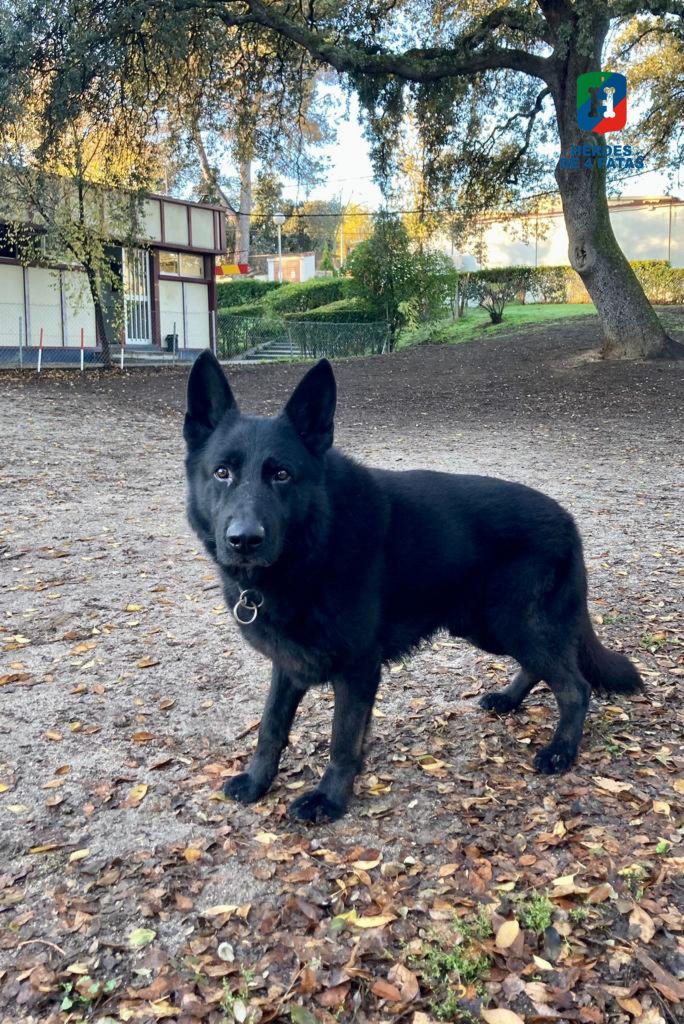 policia's tweet photo. Este es Jack 🐕 un precioso pastor alemán que se jubila a sus 6 años de edad

Está deseando encontrar una familia 💙 @heroesde4patas

Echa un vistazo ⤵  https://t.co/CNNQRT9nAd

#Adoptaunjubilado 
#AdoptaNoCompres https://t.co/Hn4vBnbyqj
