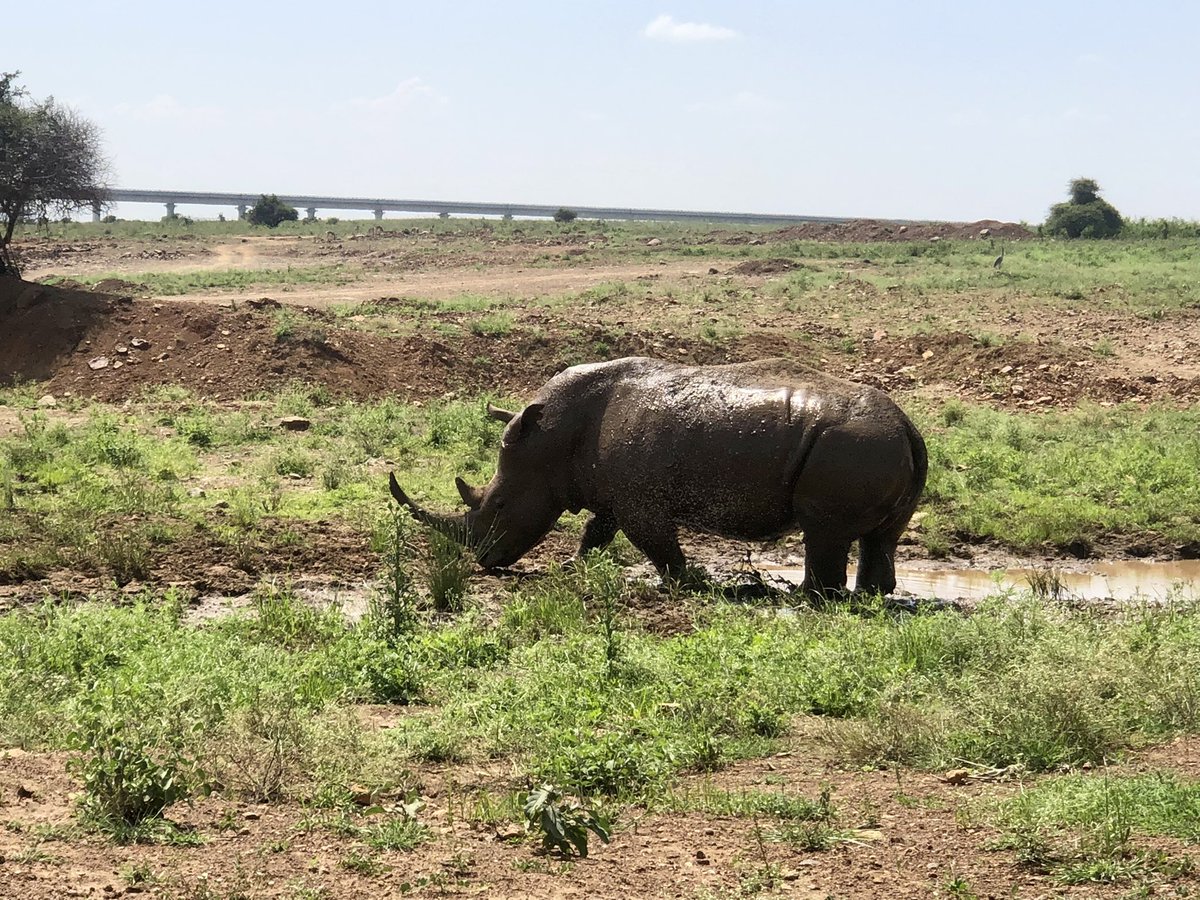 nidaaslam's tweet photo. @Tuzmo1 Wildlife Safari Kenya 🇰🇪 https://t.co/Mw0YmlOUFJ