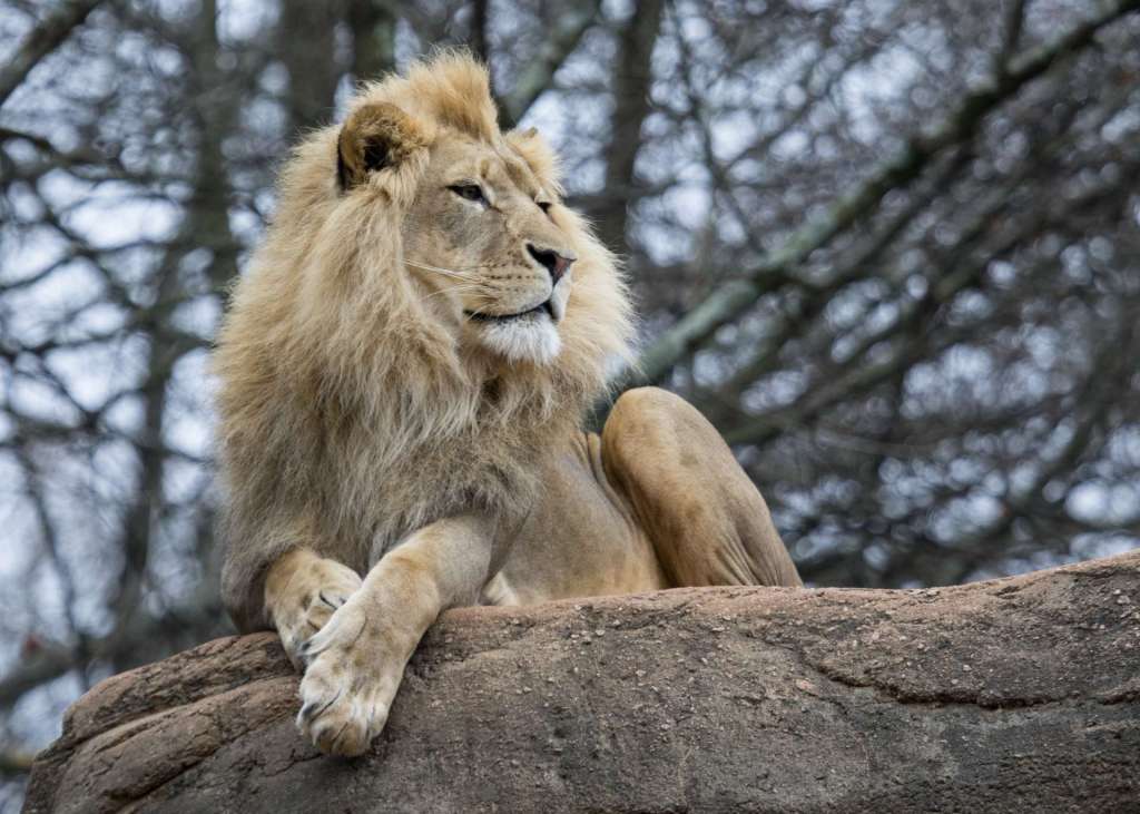 ZooATL tweet media