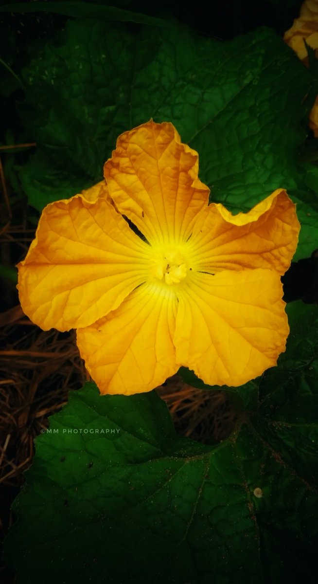 Monisha_Mohan94's tweet image. Accept all situations with a smile 😍

#mmphotography #mobilephotography #redminote11s #flowers #nature #yellow #green #positivevibes
