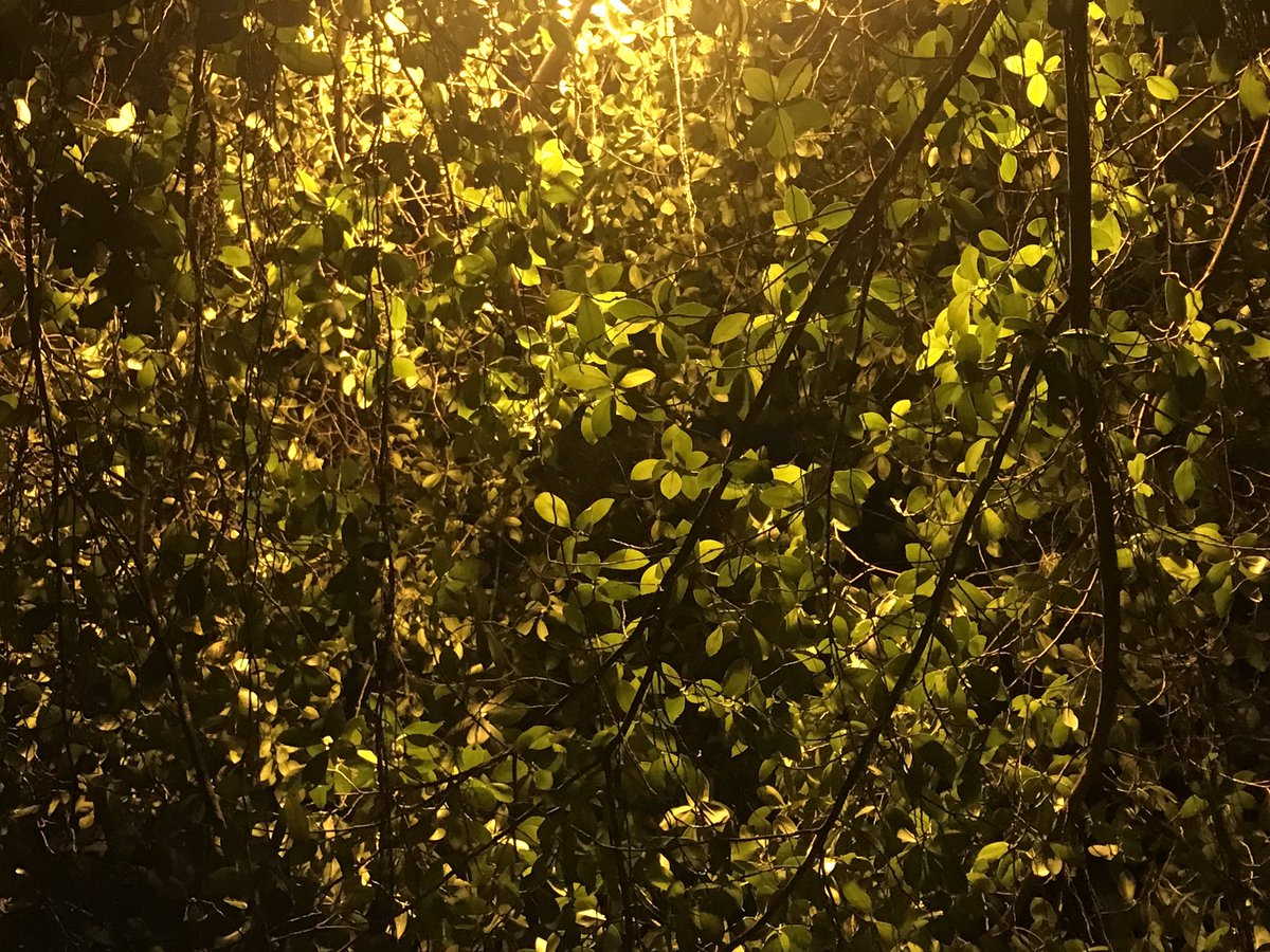 LeePaul1201's tweet photo. The picture was taken under a banyan’s canopy at night, the street light creates an effect look like the sunlight in evening. https://t.co/NBV4y8Ddpx