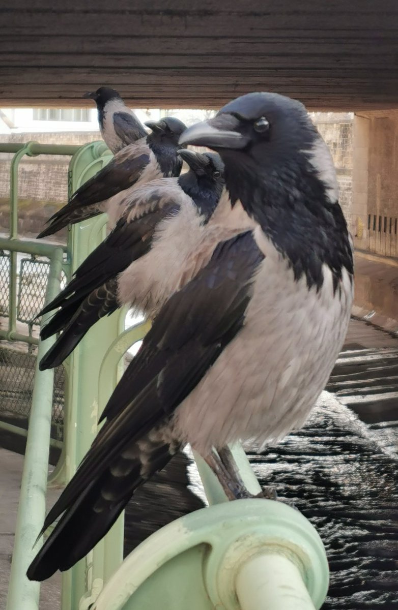 city_crows's tweet photo. #crow gangs
#GameOfCrows at the Vienna River
A gang of four grey guys showed up in the Kennedy territory this morning.
They look like common hooded crows but undertail and shoulder plumage reveals that they aren't. https://t.co/q0mFJXd9In