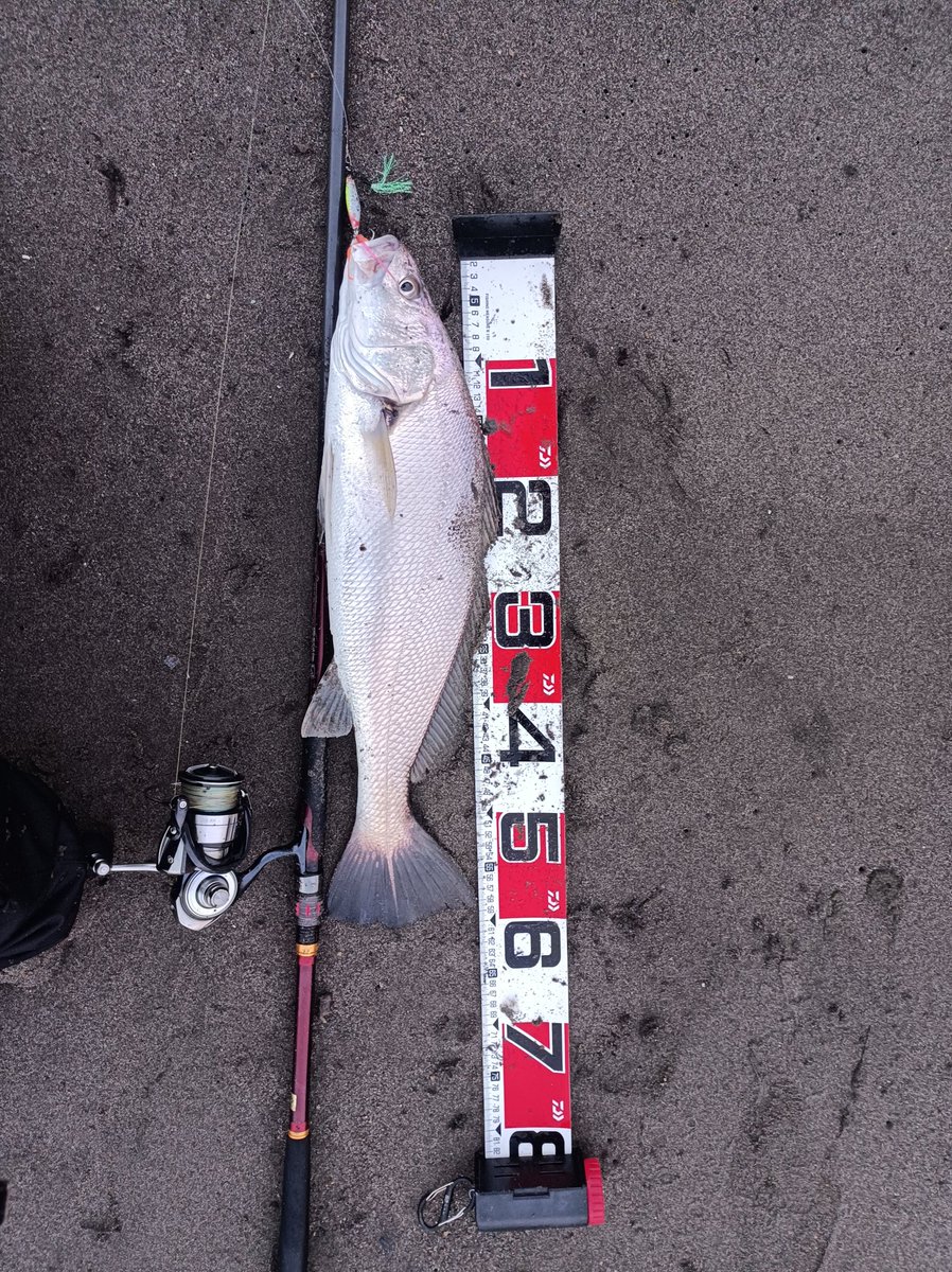JIN_1NOSE's tweet photo. 釣りキャンプ最終日
夕マヅメにベイトが入ったタイミングでハマチ79cm！
日も少し暮れて来たな…今年はこれで終わりかな…と思いながら無気力で投げてたら最後の最後にドラマが起きた！
今回の釣りキャンプの大本命オオニベ！
サイズはともかく人生初で超嬉しい！
めっちゃ良い釣り納めになった！！😆 https://t.co/gMu600xcxk