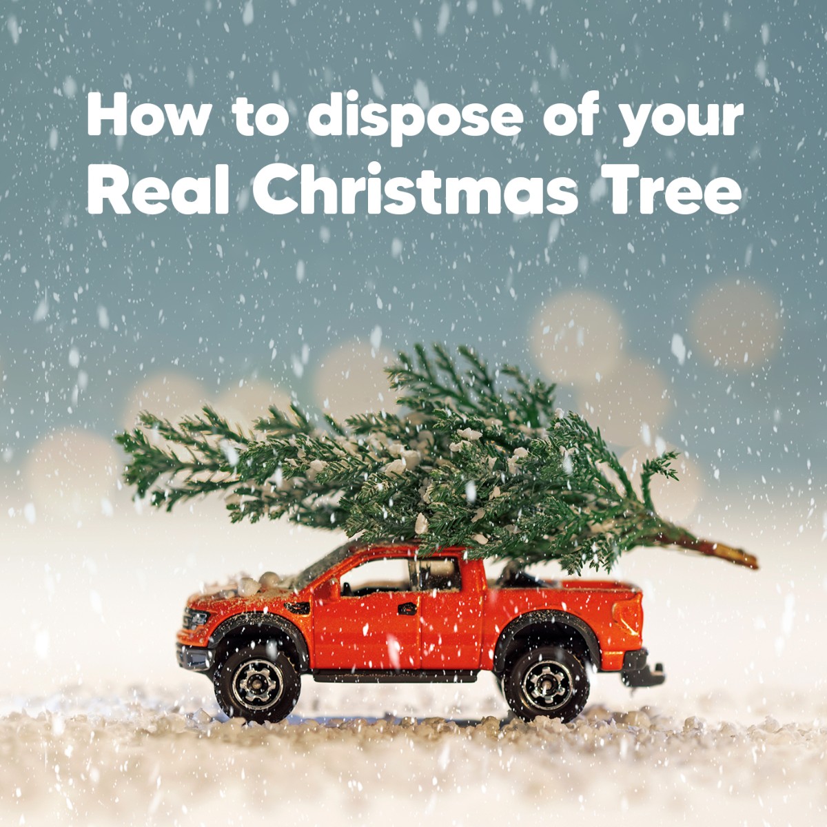 CHRISTMAS TREE RECYCLING TIPS

1. Plant your tree at home, make it bigger and better for next year!
2. Chop up your tree and add it to your home compost where possible. 
3. Recycle it. Check your local authority’s website for up-to-date information.