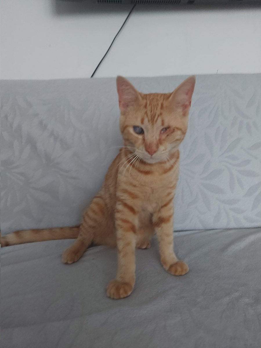 Patifacts's tweet photo. 🐱🏠 Simba'ya yuva arıyoruz 🏠🐱
4-5 aylık erkek sarman
İzmir içi ulaşım sağlanacaktır. 
Görme engelli dostumuz oyuncu ve ilgi delisidir.
Retweet ederek yuva arayışına yardımcı olabilirsiniz. https://t.co/HvRLgwAJfN