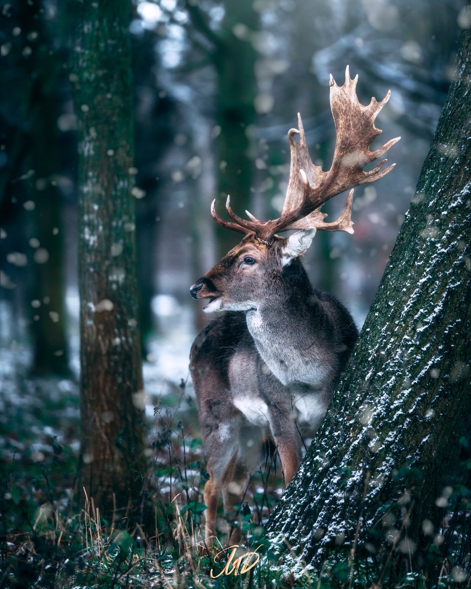 Ow deer ❄️ 
#pheonixpark #dublin #ireland #deer #wildlifephotography #NaturePhotography #visitdublin #tourismireland #canonireland #discoverireland @CanonUKandIE @VisitDublin @Failte_Ireland @PhotosOfDublin @DiscoverIreland @InstaIreland