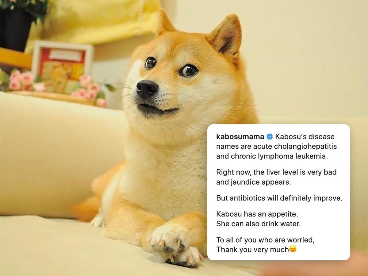 Inquirer on Twitter "GET WELL SOON, KABOSU! 🥹🐾 LOOK Kabosu, the 17