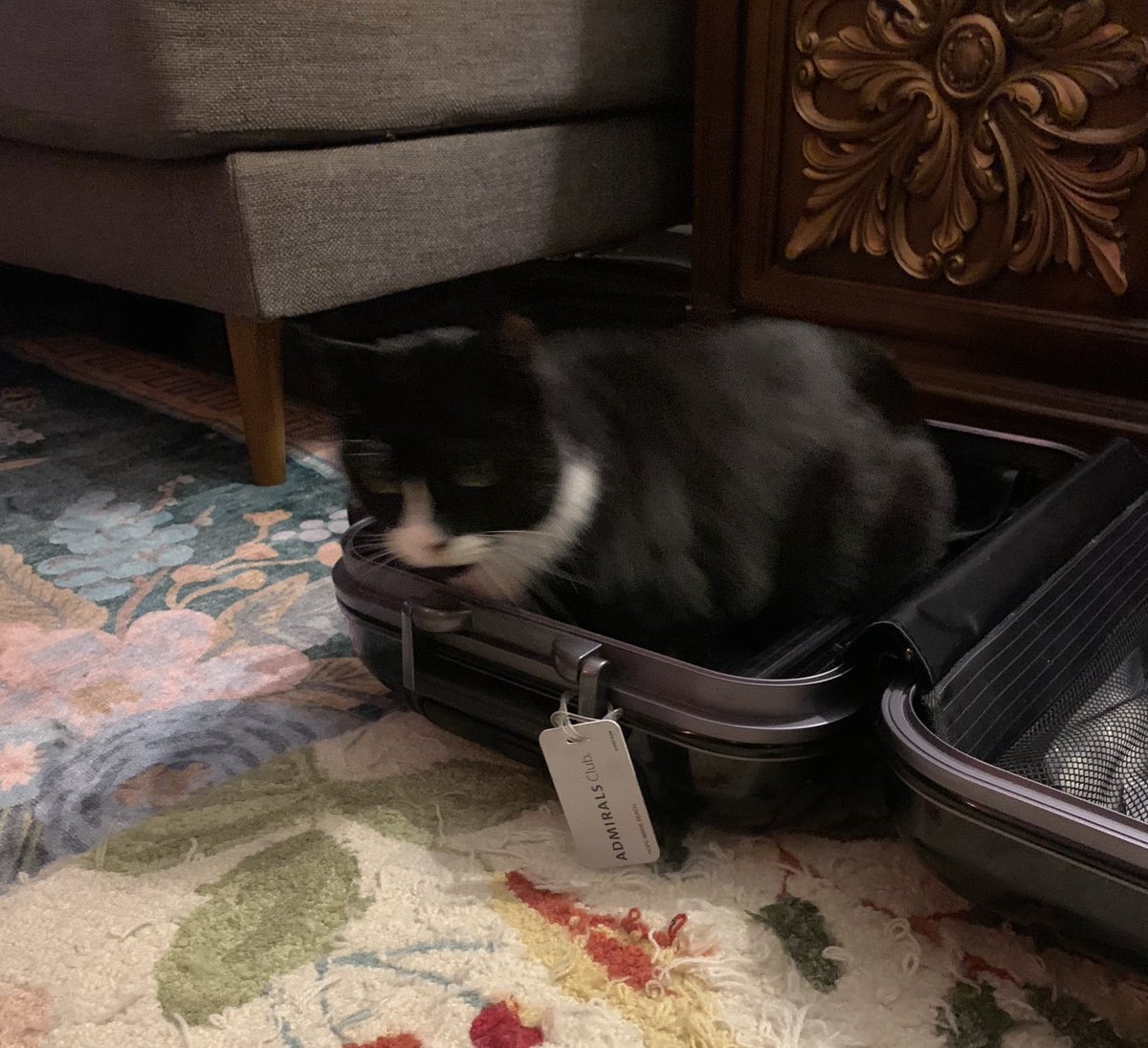 hopebeach's tweet photo. I can haz phish too, Mama? https://t.co/Bi2nS1bG3p