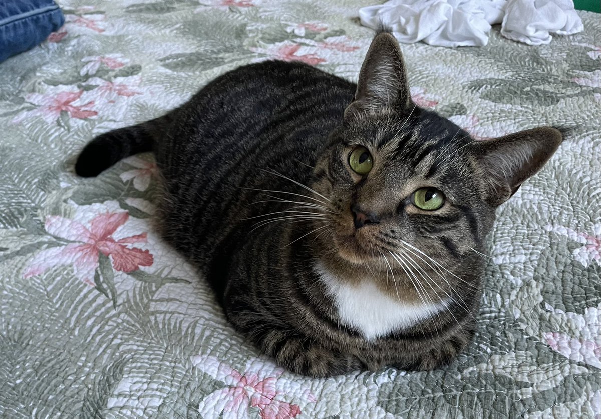 Happy #WhiskersWednesday furiends. Stay warm!