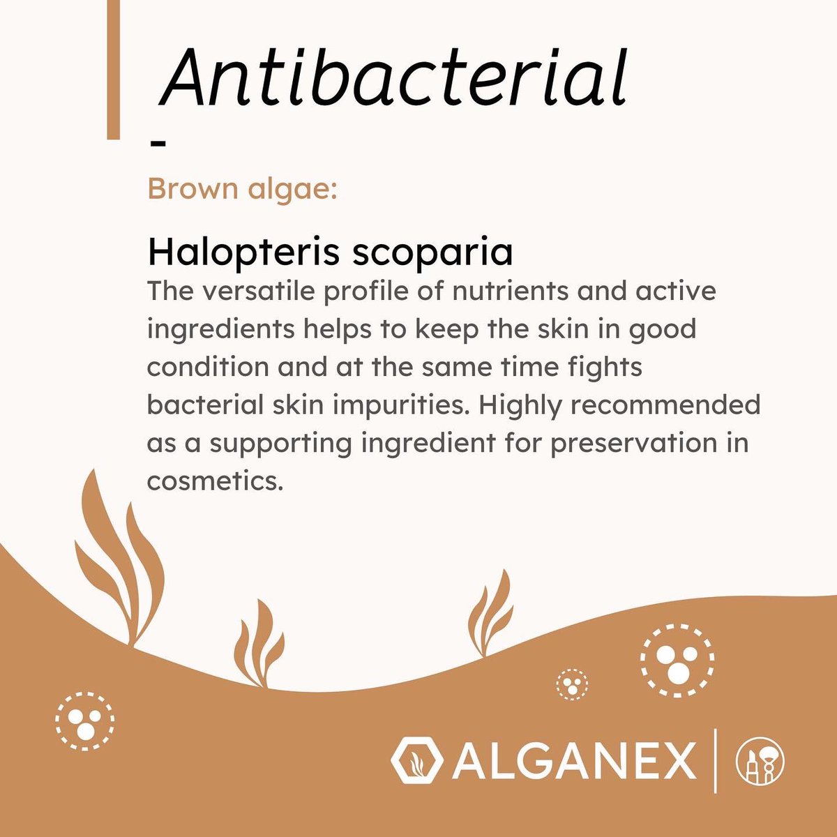 MicroMeetsMacro's tweet photo. - Antibacterial -
fight bacteria of the skin flora with algae?
The antibacterial substances can produce an inhibitory effect on the whole bacterial culture.

#HALOPTERISCOPARIA #pterocladiellacapillacea #zonariatournefortii https://t.co/8bzDumGr9K