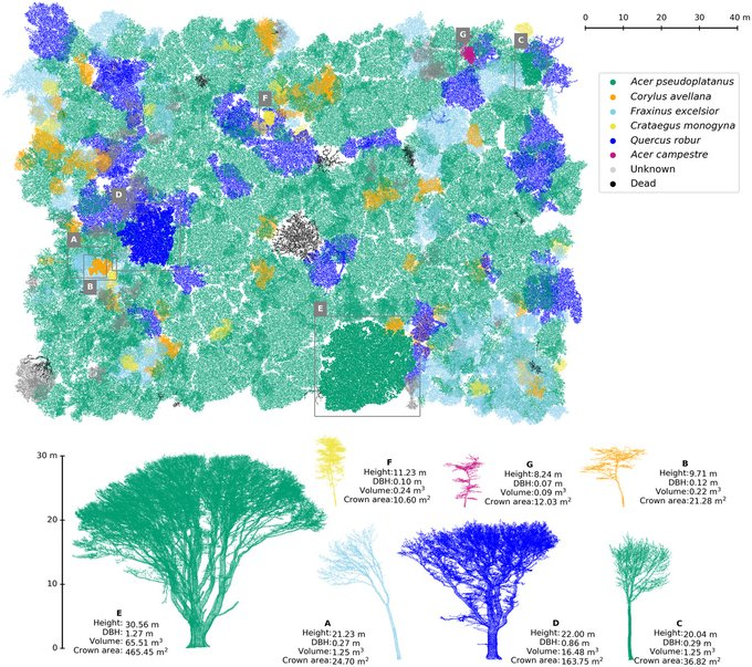 Et si les arbres stockaient plus de carbone que ce que les études indiquaient jusqu'à présent ?

Des chercheurs britanniques ont scanné un millier d'arbres en forêt tempérée, mesurant ainsi le volume de chaque arbre ⤵️
besjournals.onlinelibrary.wiley.com/doi/10.1002/26…