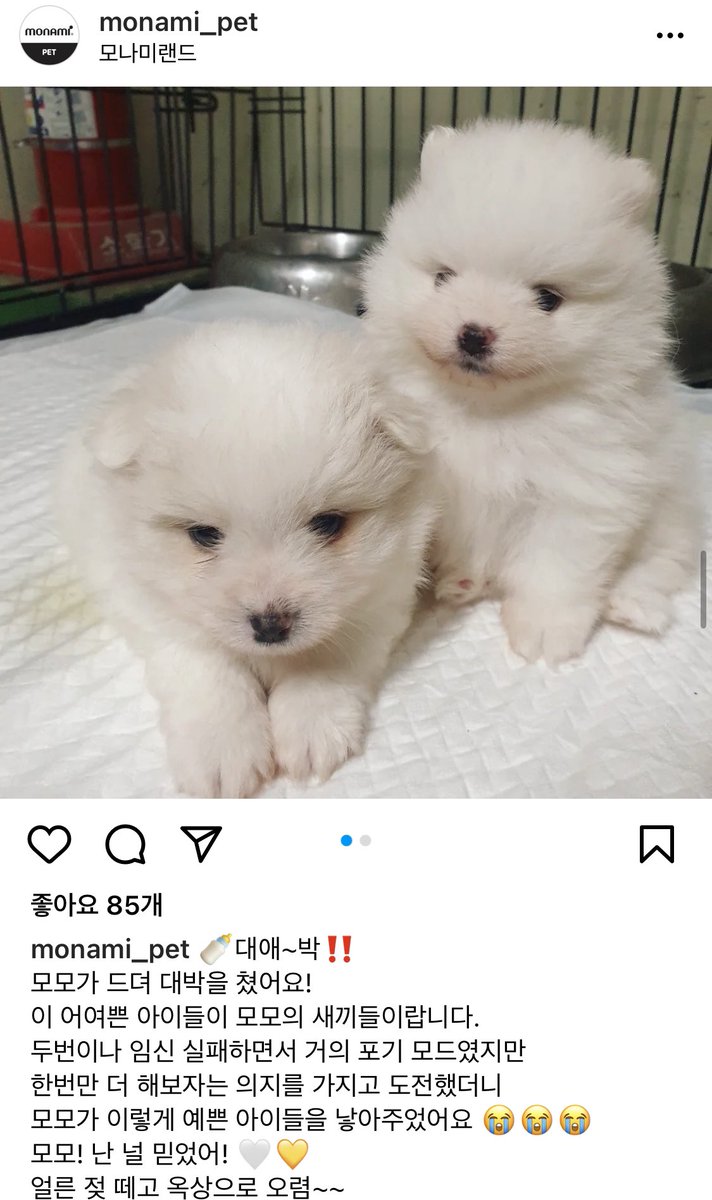안남강아지 tweet media