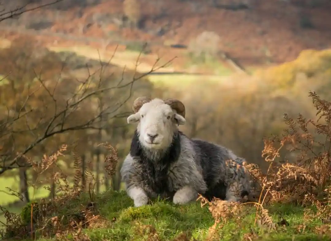 Heritarcumbria's tweet photo. If youre out and about this week, why not visit @RhegedCentre to see #fortyfarms exhibition by #AmyBateman highlighting farming in #CUMBRIA #agriculture #BBC #farmingtoday
Listen ⬇️ https://t.co/DV2VYQ1zRz
Read⬇️ https://t.co/yDh7m2ACjd
See for yourself ⬇️ open until 2 Jan 2023 https://t.co/RF3D6FetI3