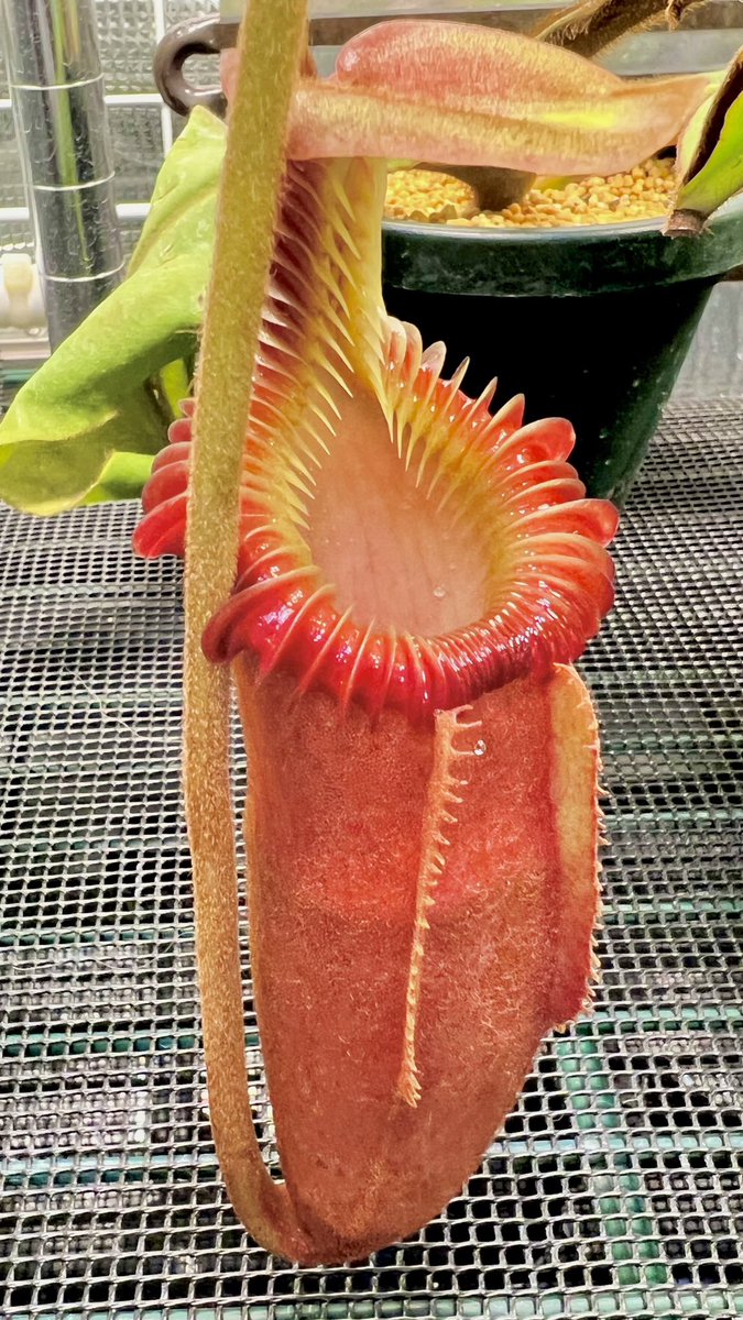 2022年自分が選ぶ今年の4枚の食虫植物 N.aristrochioides N