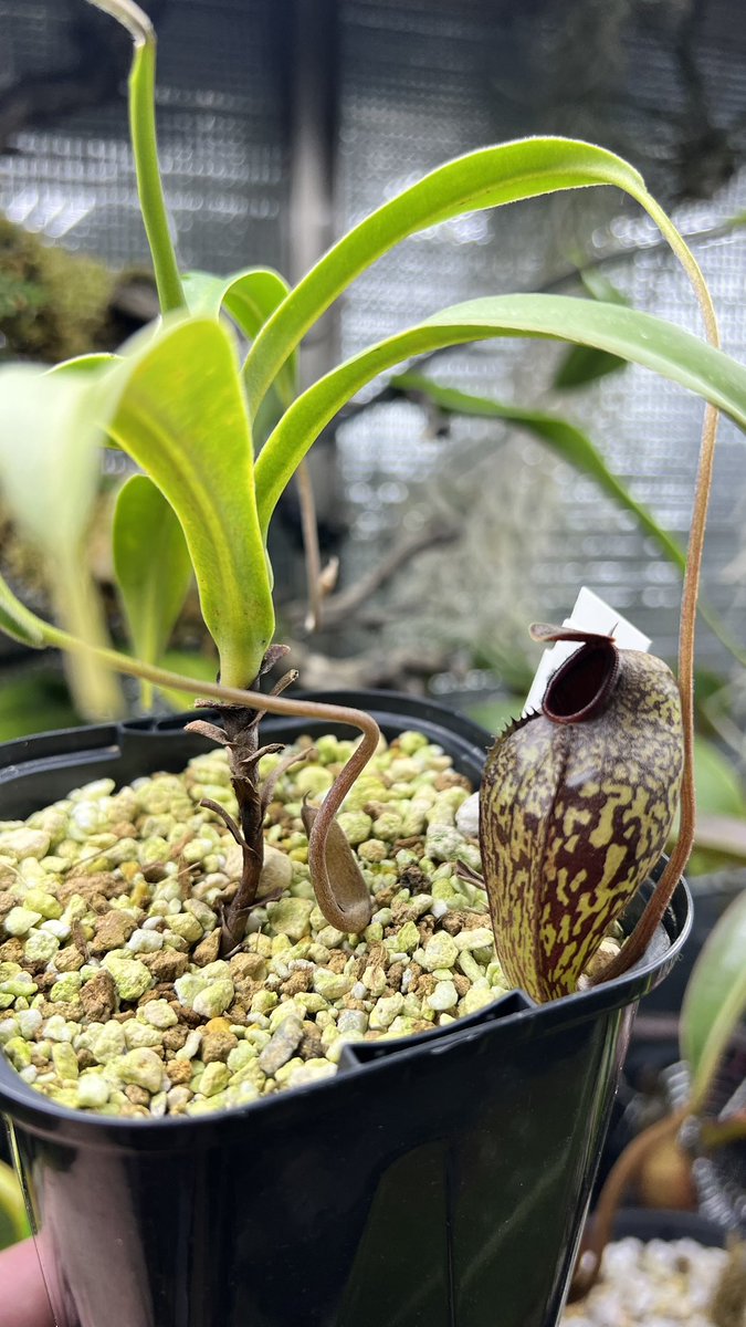 2022年自分が選ぶ今年の4枚の食虫植物 N.aristrochioides N