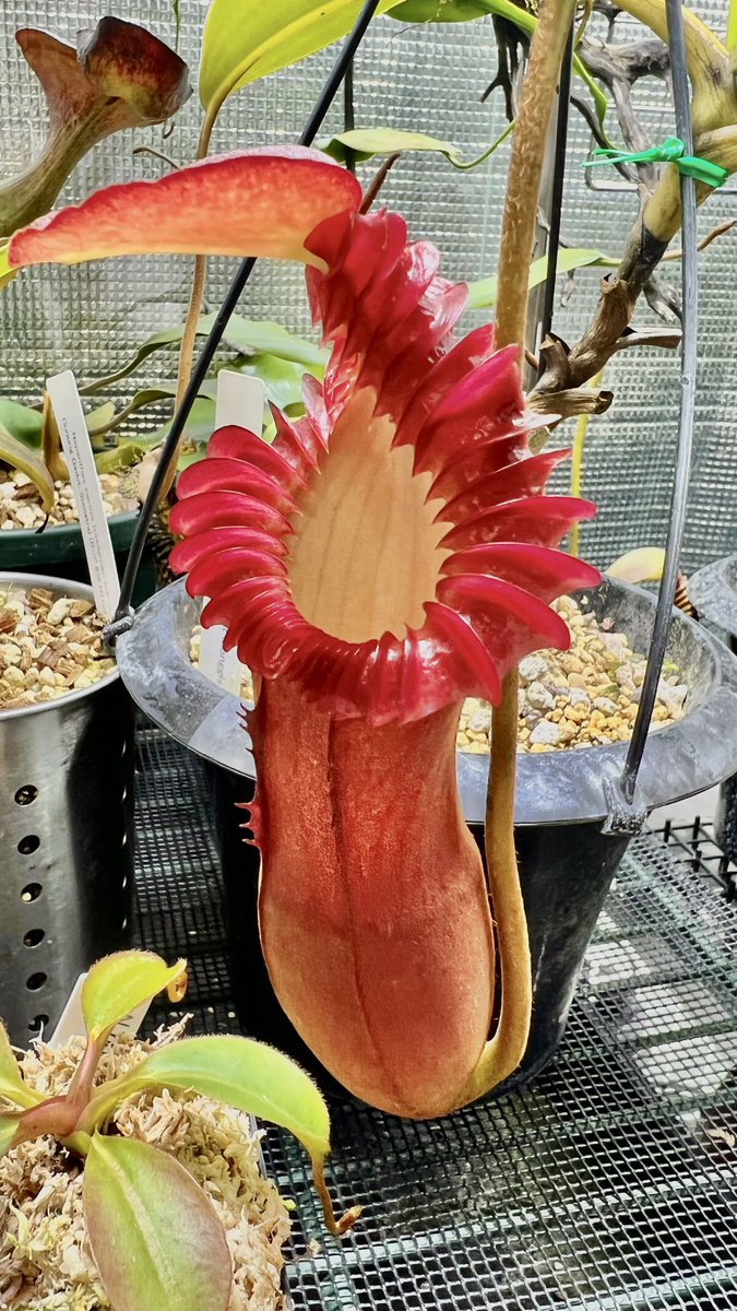 食虫植物N. xkinabaluensis x xharryana #NNN G146 1H N. xkinabaluensis x lowii #NNN - Y's Exotics （山田食虫