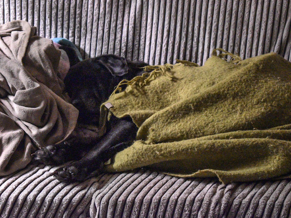 CopperreinGlass's tweet image. HOW ARE YOU SO CUTE?

#coddled #dog