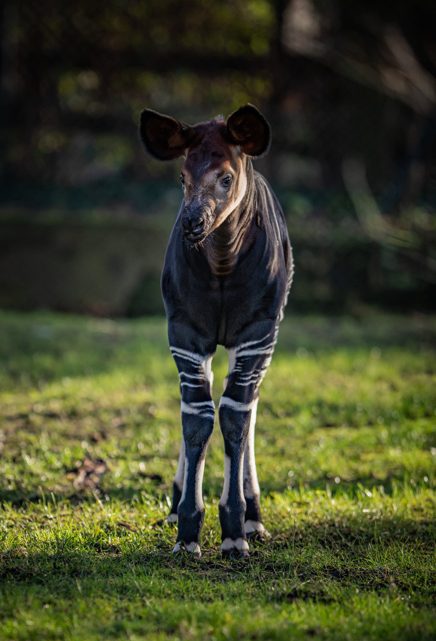 Chester Zoo on Twitter: "A wide-eyed okapi infant was born to first-time  mum, Ada. Conservationists named the female calf “Kora” after a village  inside the Okapi Wildlife Reserve, located in The Democratic Republic of  Congo (DRC) – the only place on Earth ...